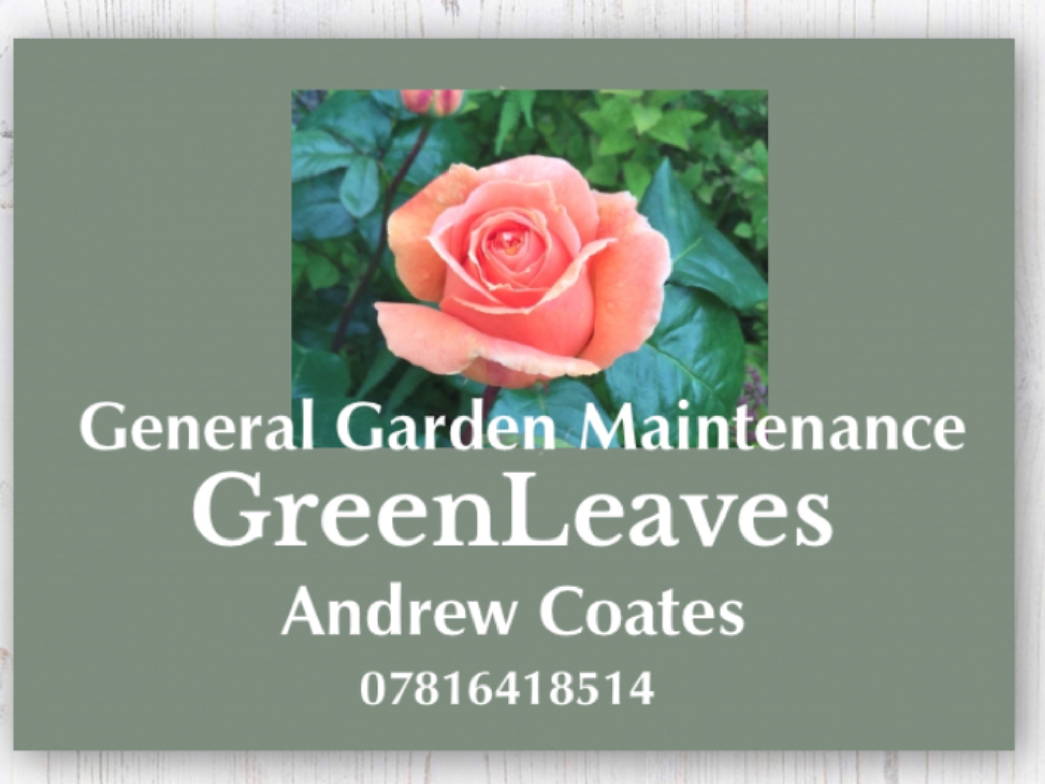 Picture of a pink rose on a sage green background